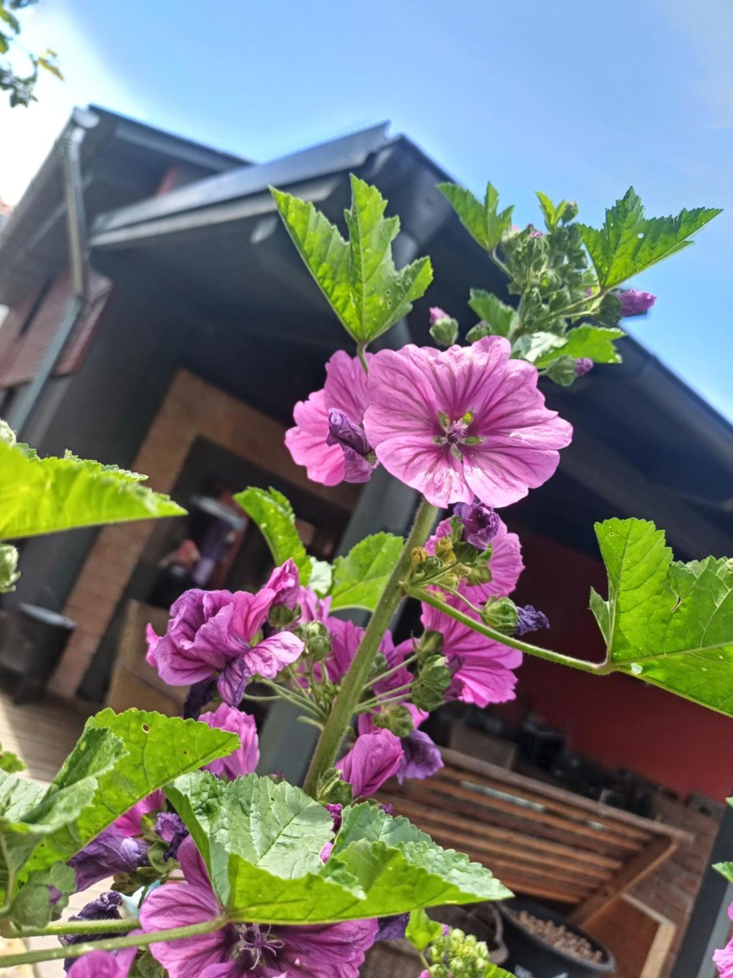 Holiday home Bootshaus Eisenstadt